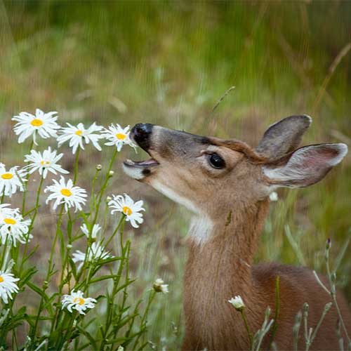 Animal & Rodent Control